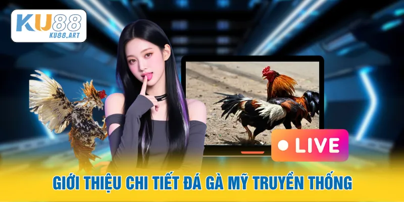 Đá Gà Mỹ - Loại Hình Giải Trí Đá Gà Mỹ Đỉnh Cao 1 Giới thiệu chi tiết đá gà Mỹ truyền thống