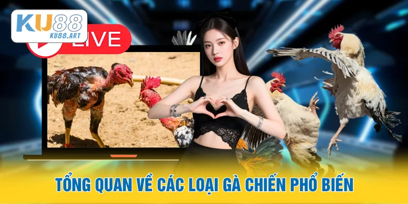 Đá Gà Mỹ - Loại Hình Giải Trí Đá Gà Mỹ Đỉnh Cao 2 Tổng quan về các loại gà chiến phổ biến